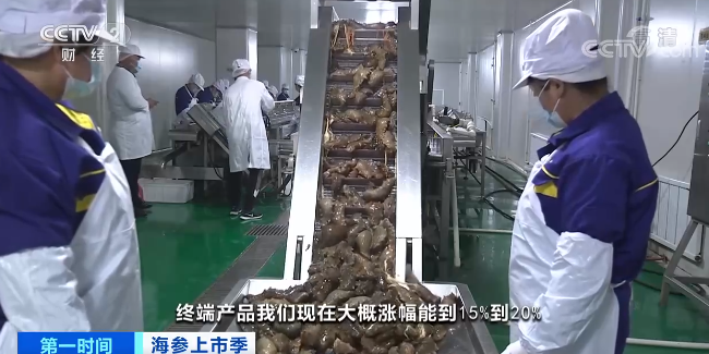海參價格同比漲兩成，訂單靠搶，加工企業大手筆囤貨為哪般？